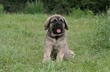 MASTIFF 062